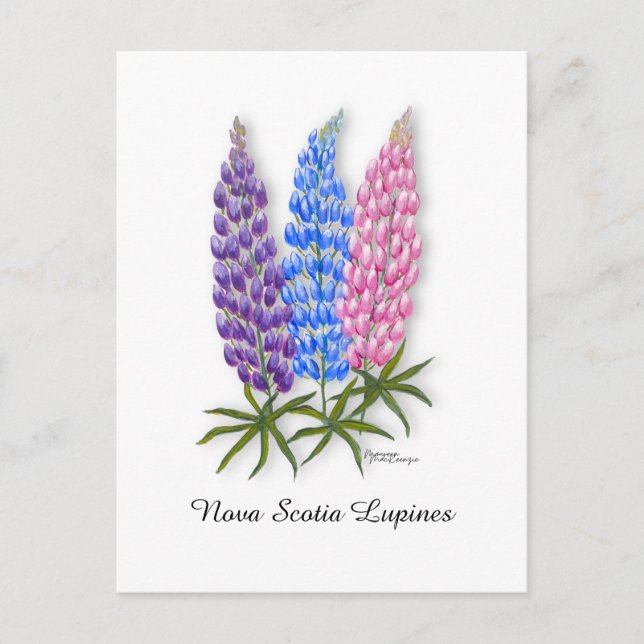 Cartão Postal Lupinos da Nova Escócia (Frente)