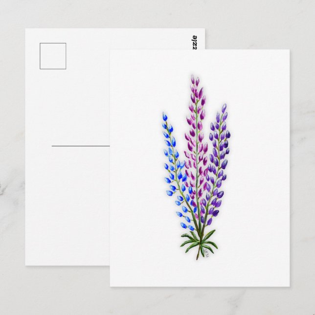 Cartão Postal Lupinos da Nova Escócia (Frente/Verso)
