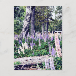 Cartão Postal Lupins púrpura rosa rosa, Nova Zelândia   Fotogr
