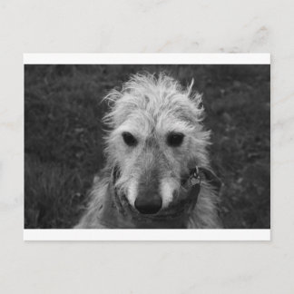 Cartão Postal Lurcher