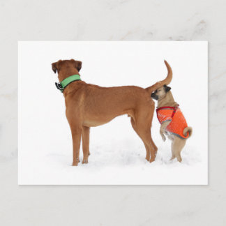 Cartão Postal Lustige Kommunikation Geruchssinn Verhalten Hunde