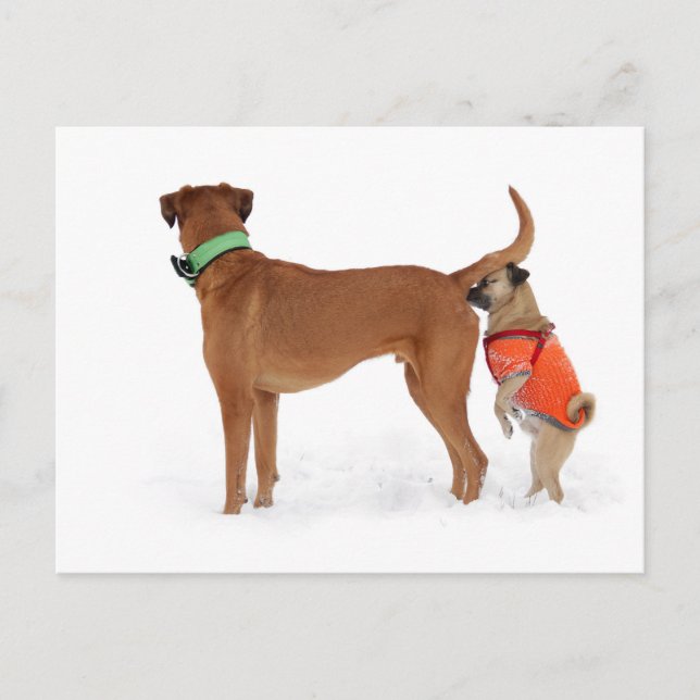 Cartão Postal Lustige Kommunikation Geruchssinn Verhalten Hunde (Frente)