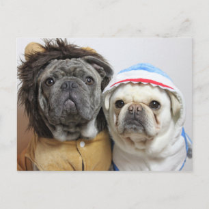 Cartão Postal Lustige Mops Yoko und East Karte