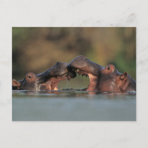 Cartão Postal Luta Hippos (Hippopotamus Amphibius)