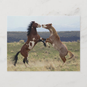 Cartão Postal Lutando contra os Estalhões, Steens Mountain, Oreg