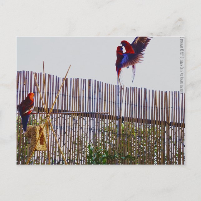 Cartão Postal Lutando pela garota (Frente)