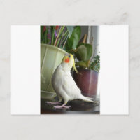 Lutino Cockatiel