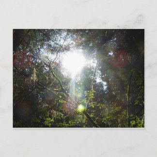 Cartão Postal Luz através das árvores