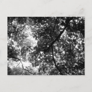 Cartão Postal Luz através das árvores
