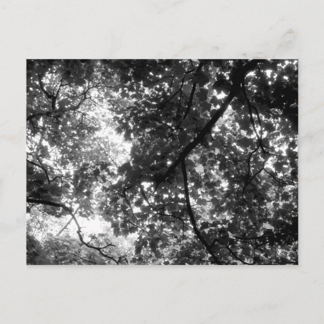 Cartão Postal Luz através das árvores (Frente)