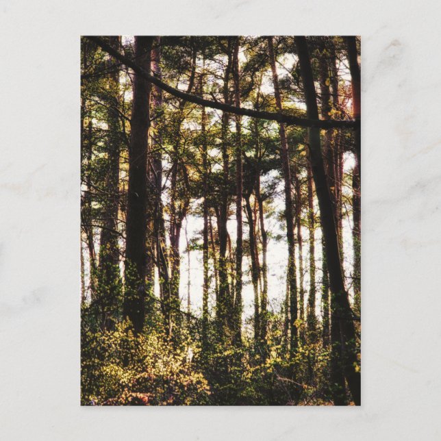 Cartão Postal Luz Através das Árvores Florestais (Frente)