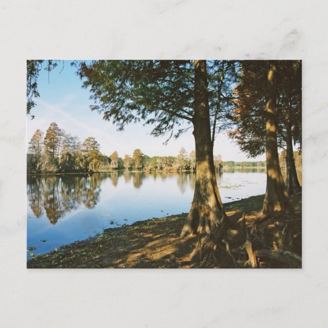 Cartão Postal Luz da manhã (Frente)