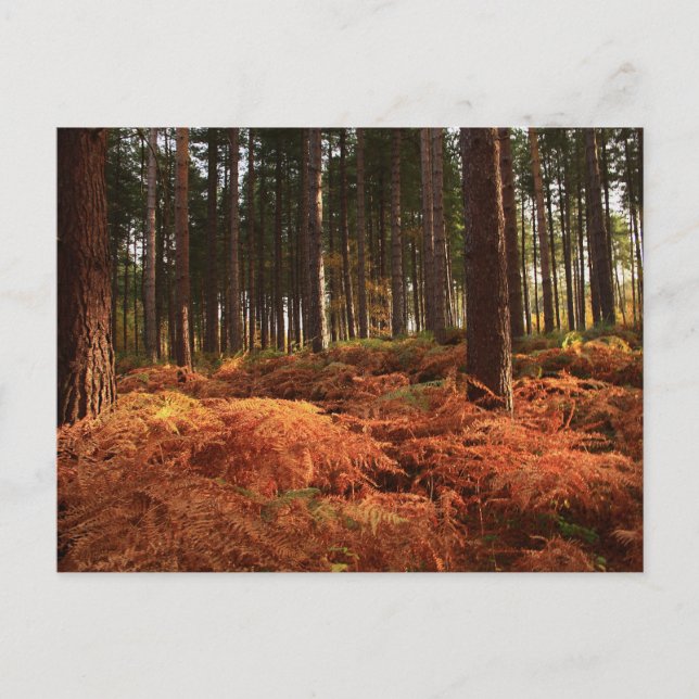 Cartão Postal Luz de outubro (Frente)