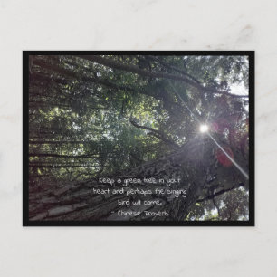 Cartão Postal Luz do sol através de uma árvore fotográfica e
