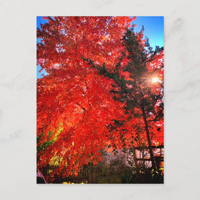 Cartão Postal Luz do sol em queda (Frente)