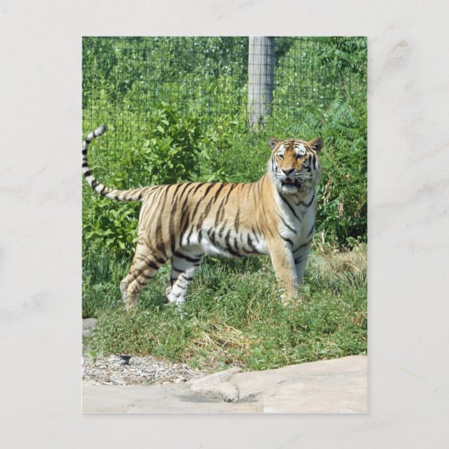 Cartão Postal Luz do Tigre (Frente)