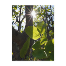 Luz solar e pistácios