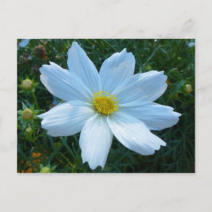 Cartão Postal Luz Solar na Flor de Cosmos Branco