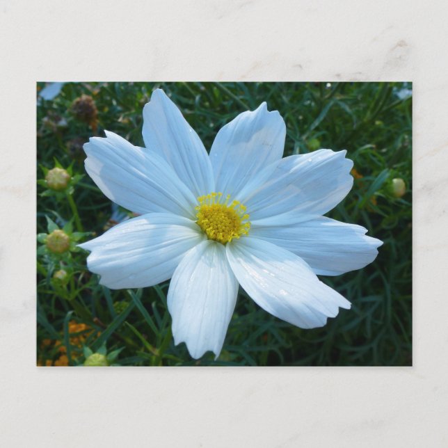 Cartão Postal Luz Solar na Flor de Cosmos Branco (Frente)
