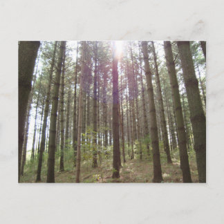 Cartão Postal Luz solar nos pinheiros