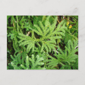 Cartão Postal Lycopodium paniculatum, sul do Chile