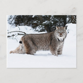 Cartão Postal Lynx canadense na neve