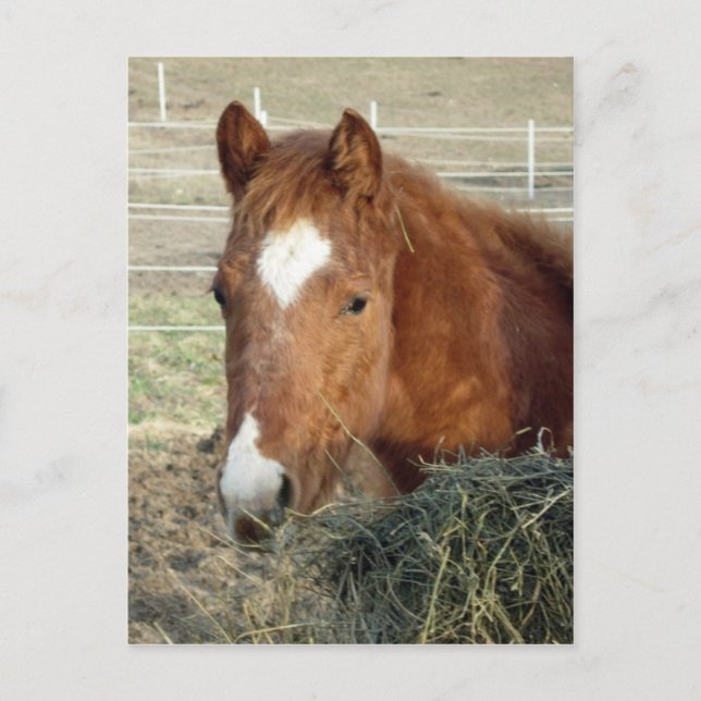 Cartão Postal Lynx do Sugarman (Frente)