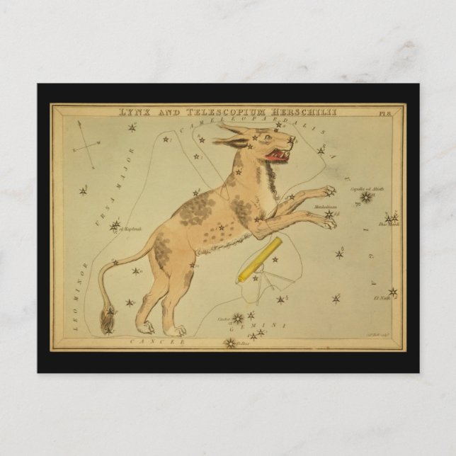 Cartão Postal Lynx e Telescopium Herschilii (Frente)