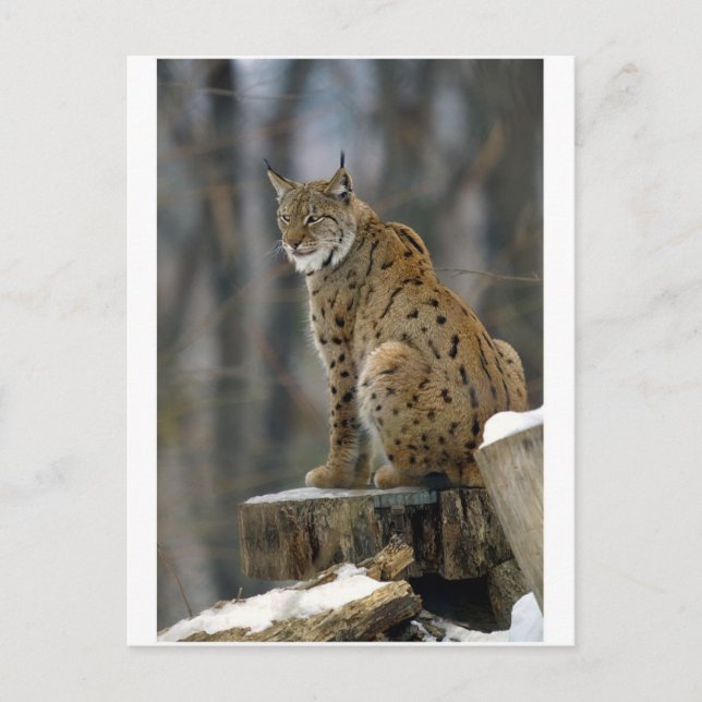 Cartão Postal Lynx Eurasian (Lynx lynx) 3 (Frente)