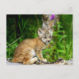 Cartão Postal Lynx Kitten canadense
