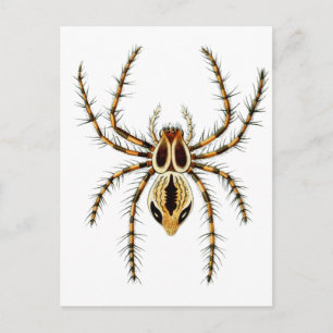 Cartão Postal Lynx Spider