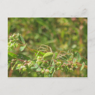 Cartão Postal Lynx Spider