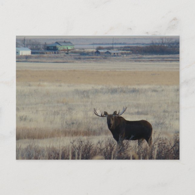 Cartão Postal M3 Touro Moose na Agricultura (Frente)