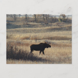 Cartão Postal M5 Bull Moose
