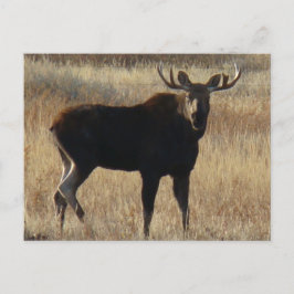 Cartão Postal M7 Young Bull Moose
