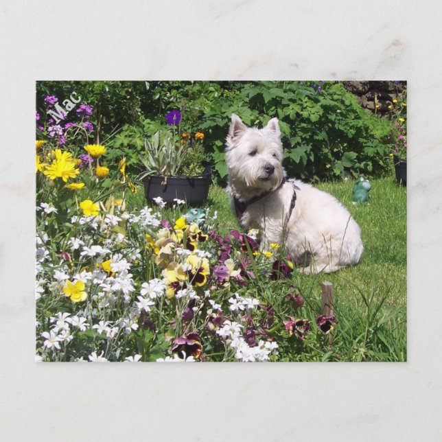 Cartão Postal Mac, West Highland White Terrier Westie (Frente)
