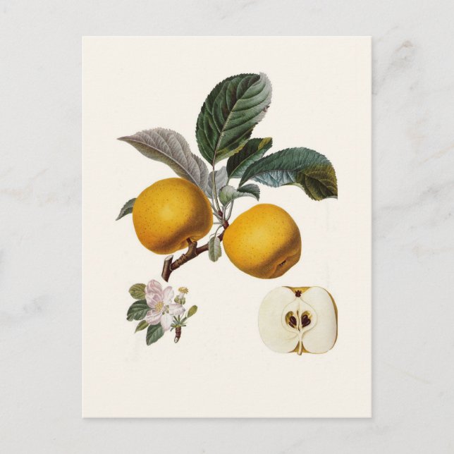 Cartão Postal Maçã (Frente)