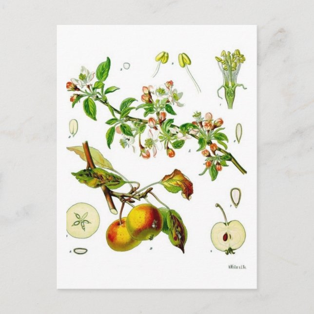 Cartão Postal Maçã (Frente)