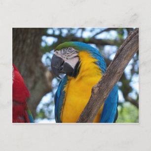 Cartão Postal Maca tropical verde-amarela e azul
