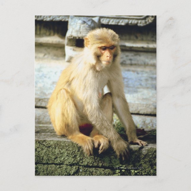 Cartão Postal Macaco (Frente)
