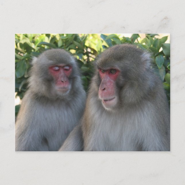 Cartão Postal macaco (Frente)