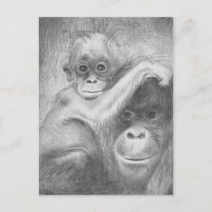 Cartão Postal Macaco