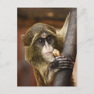 Cartão Postal Macaco