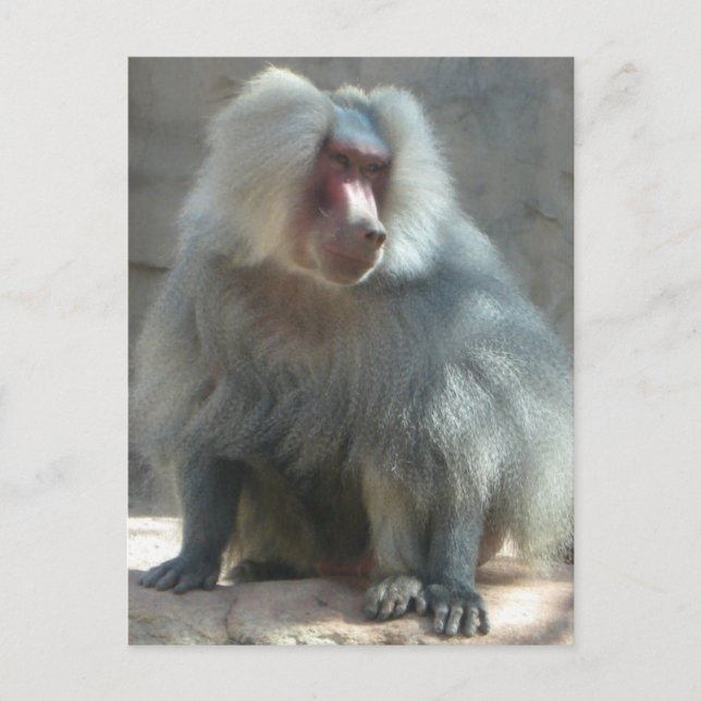 Cartão Postal Macaco (Frente)