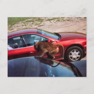 Cartão Postal Macaco