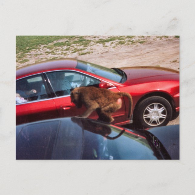 Cartão Postal Macaco (Frente)