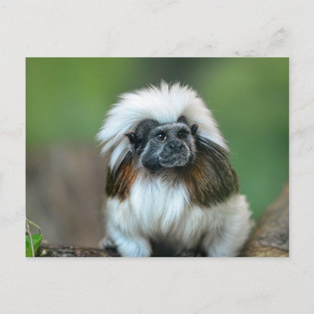 Cartão postal macaco (Frente)