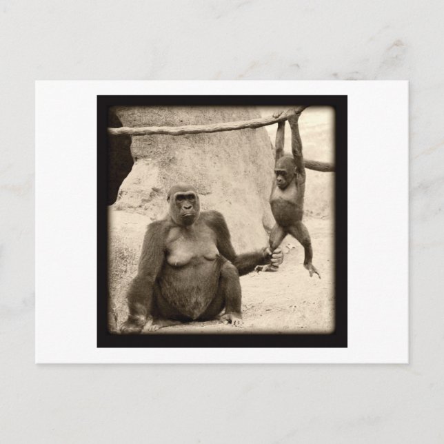 Cartão Postal Macaco (Frente)