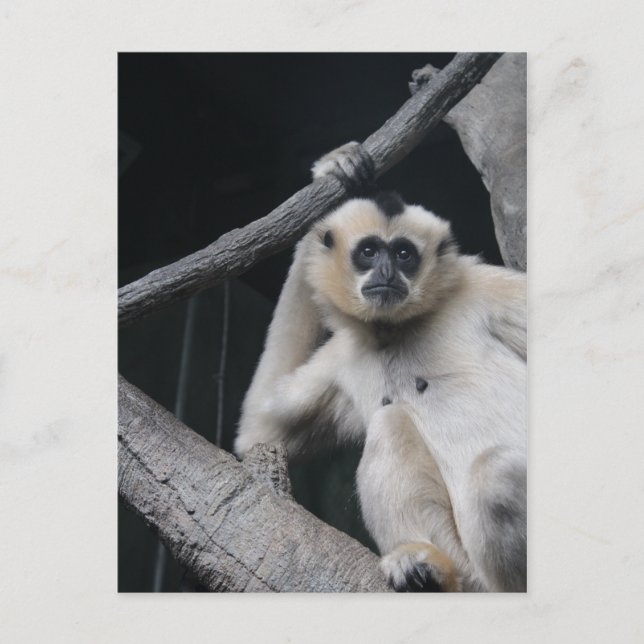 Cartão Postal Macaco (Frente)