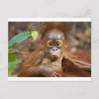 Cartão Postal Macaco 3